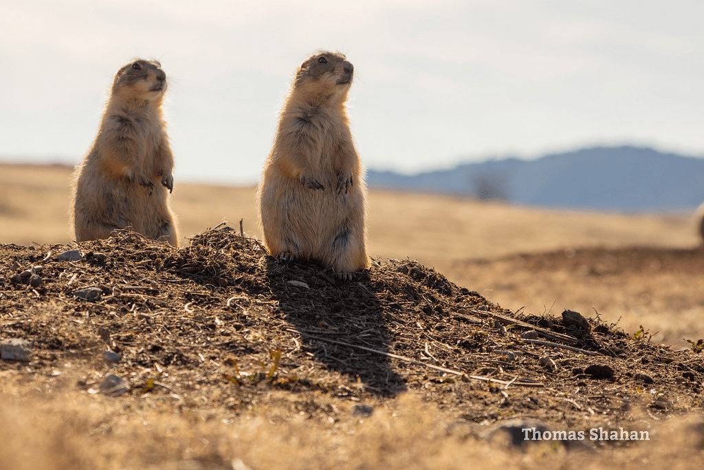 Prairie Dogs