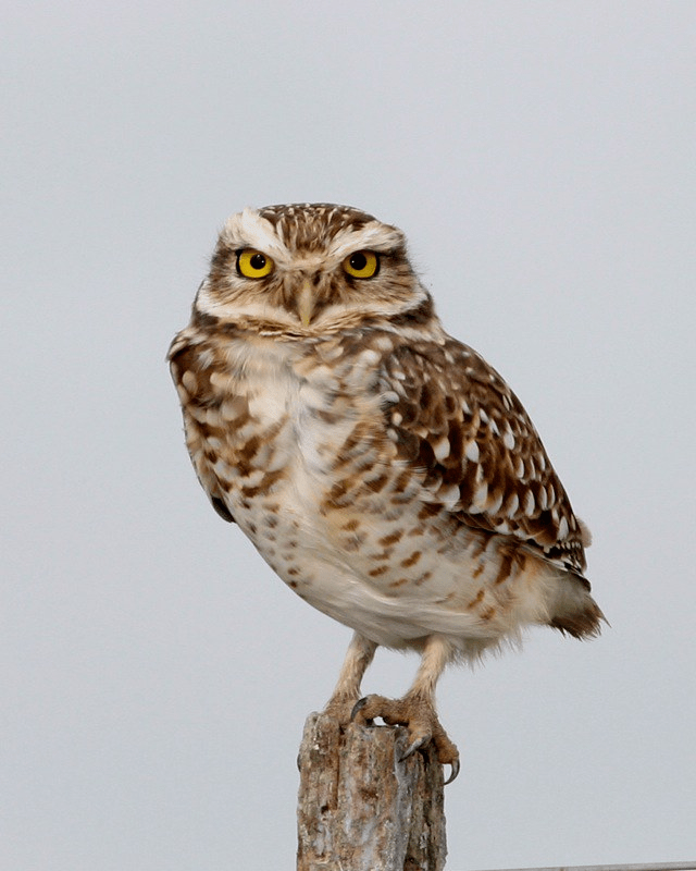 Burrowing Owls