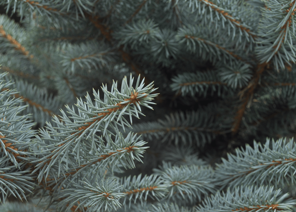Blue Spruce