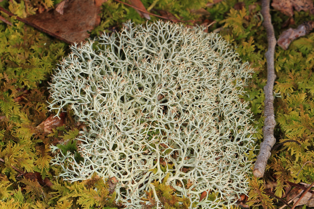 Reindeer Lichen
