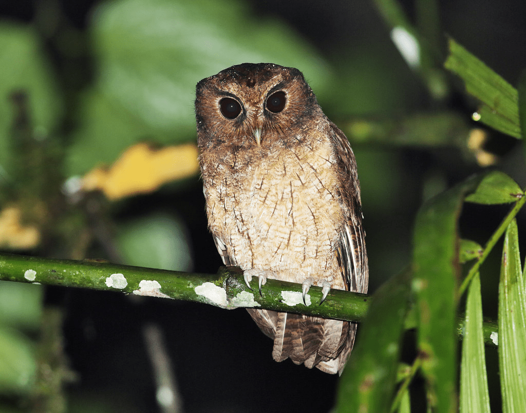 Rufescent Screech-Owl