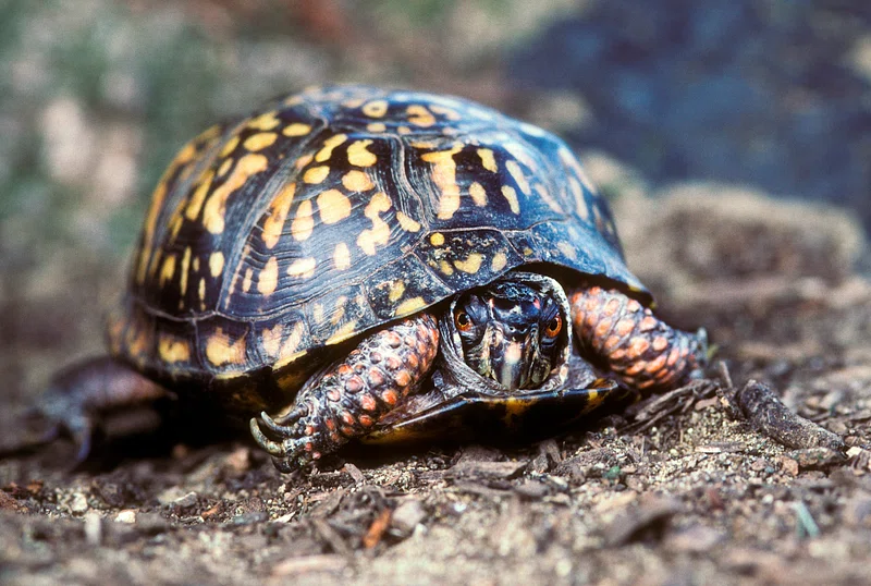 Box Turtle