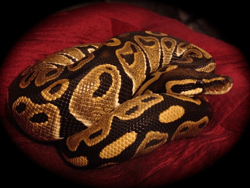 Ball Python