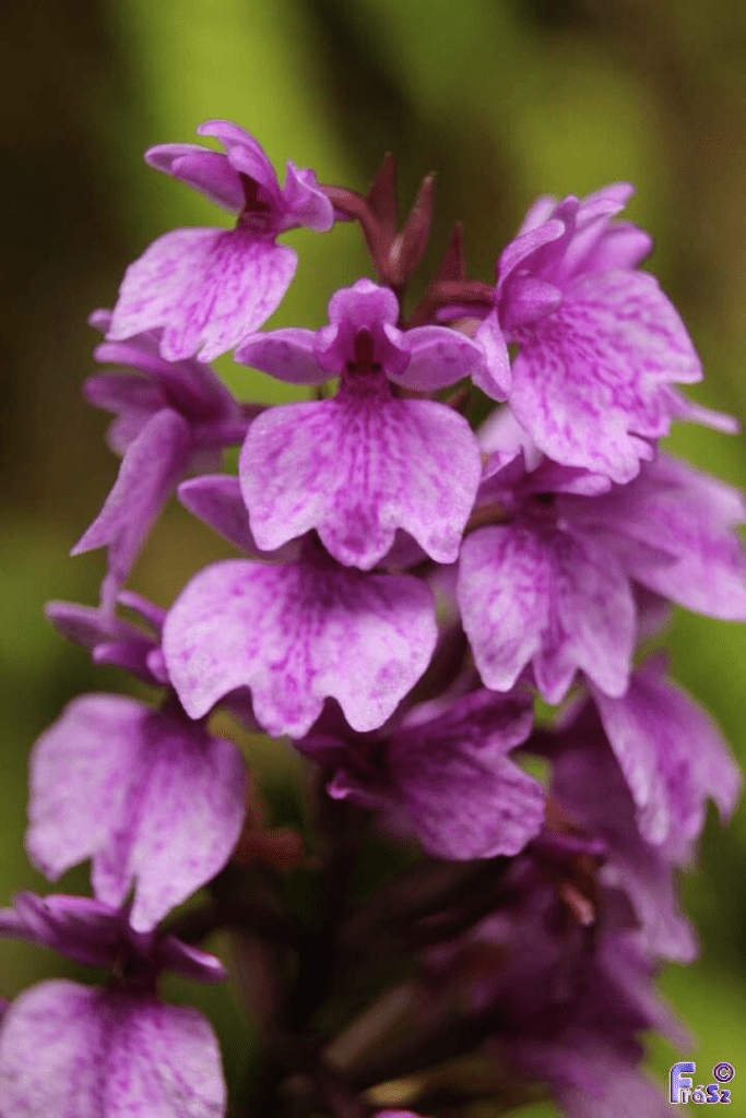 Madeira Orchid