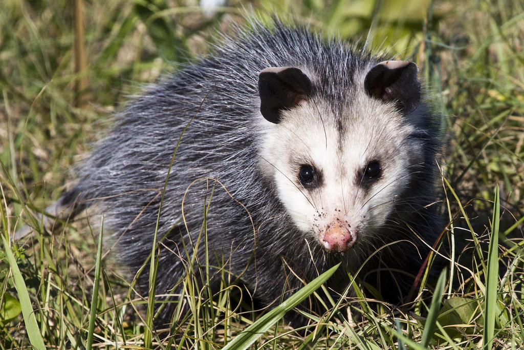 Virginia Opossum