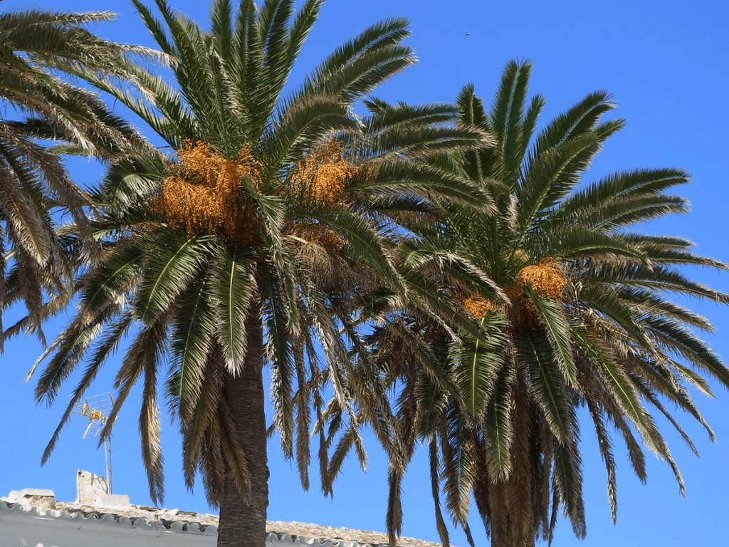 Canary Island Date Palm