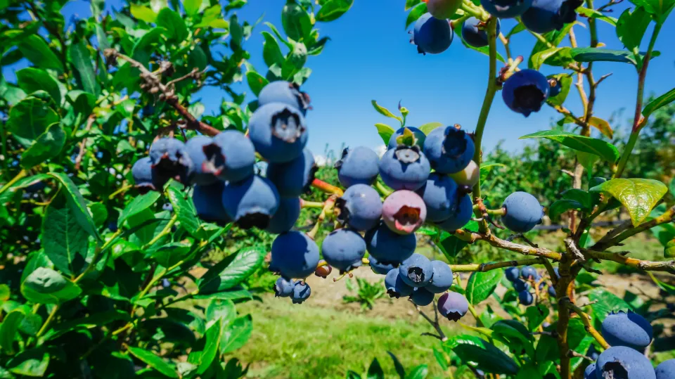 Azores Blueberry