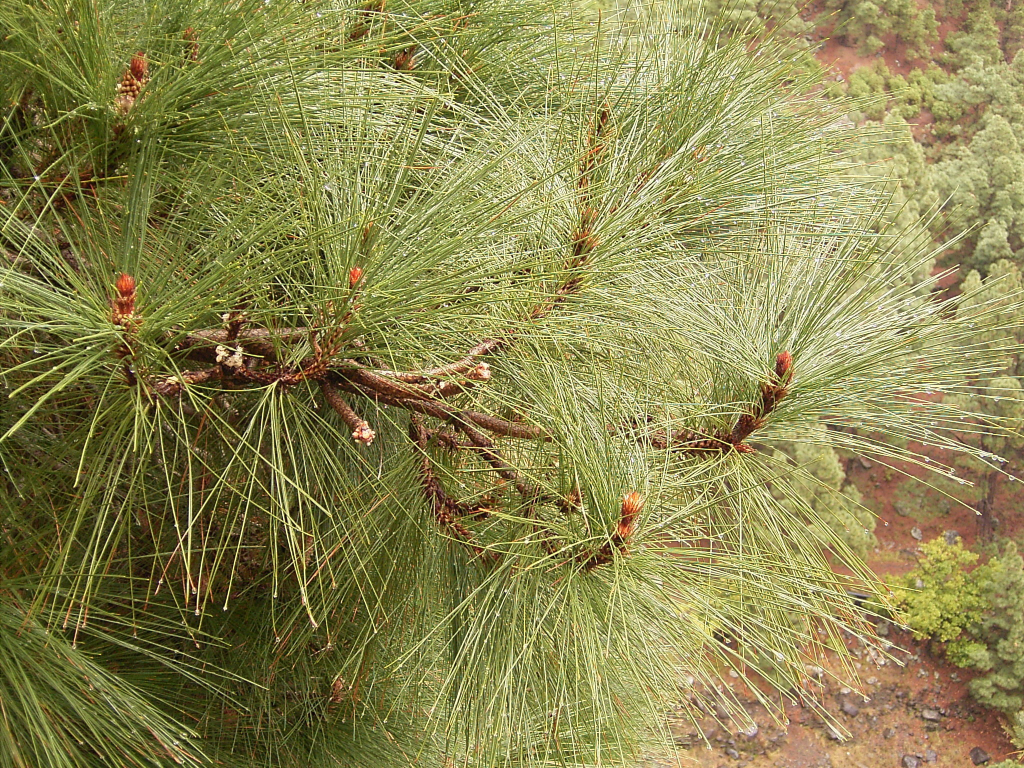 Canary Island Pine