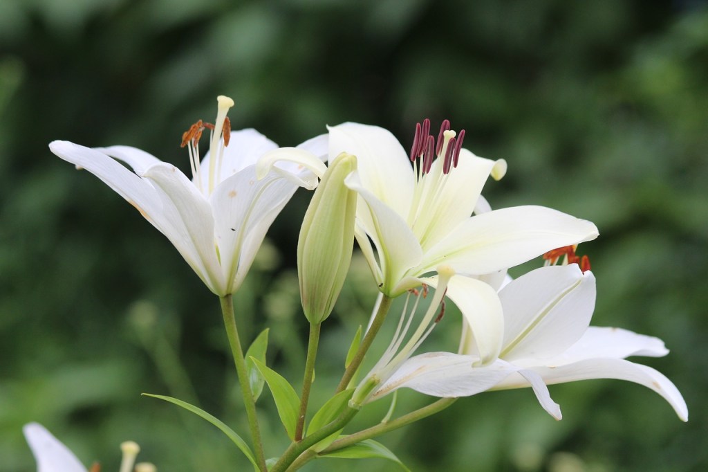 Northern White Lily
