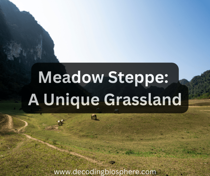 Meadow Steppe