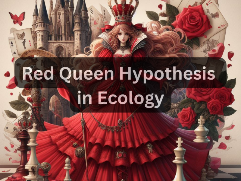 What is a Red Queen Hypothesis in Ecology