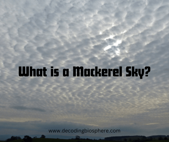 Mackerel Sky