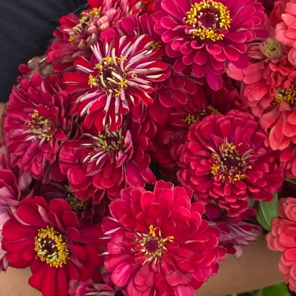 Benary's Giant Series