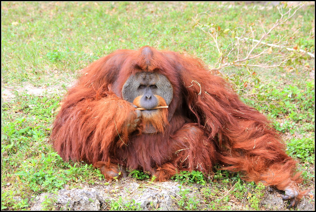 Sumatran Orangutan