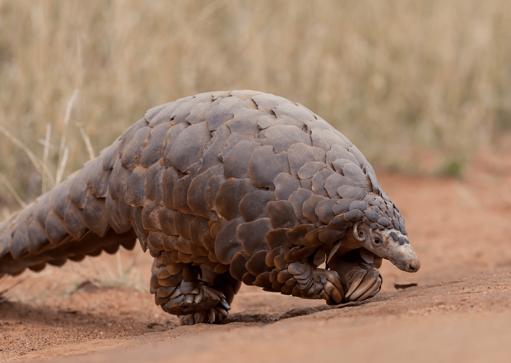 Pangolin