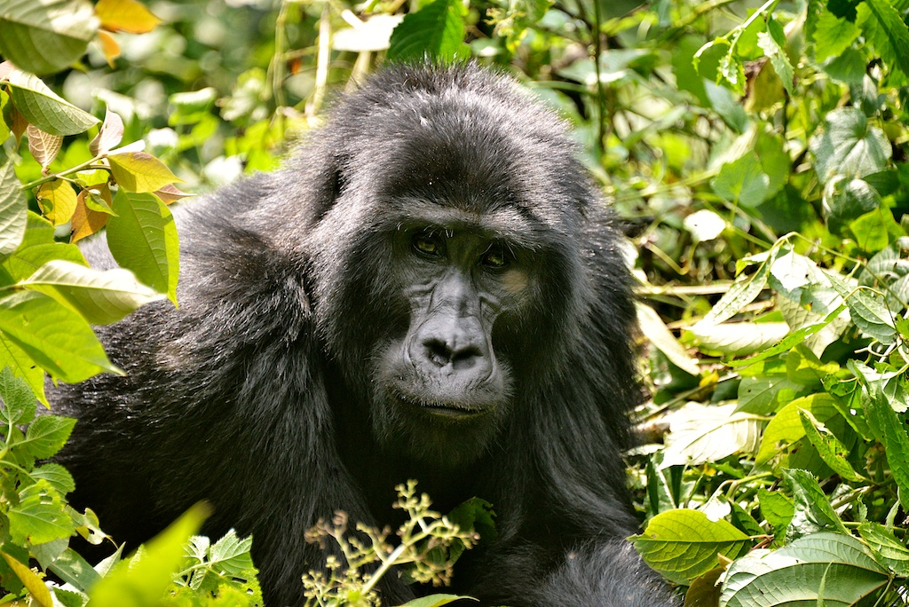 Mountain Gorilla
