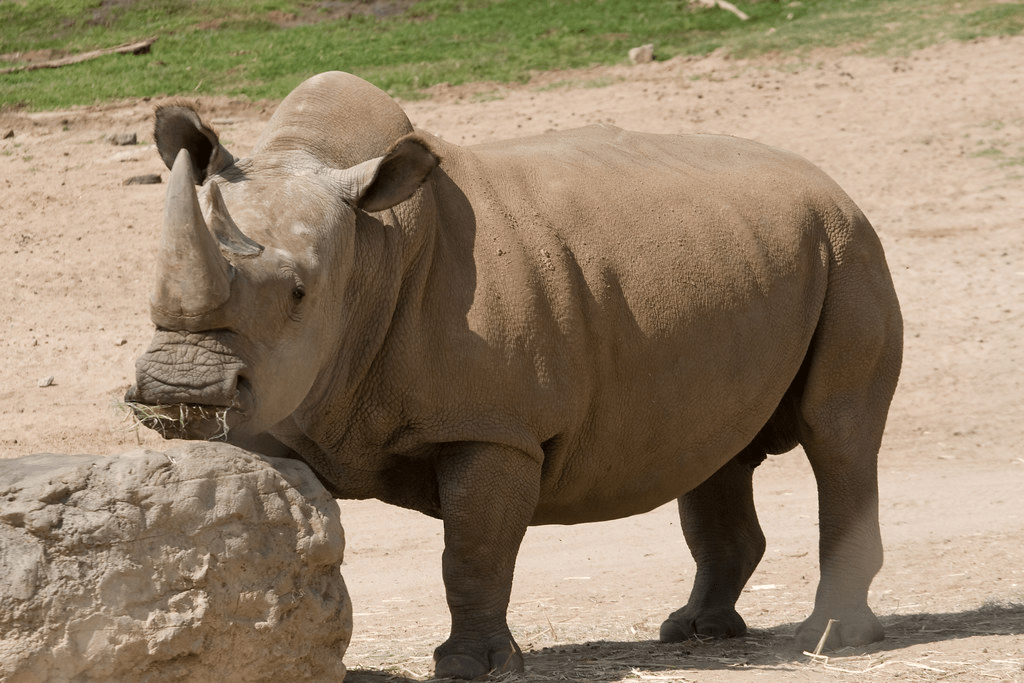 Northern White Rhino