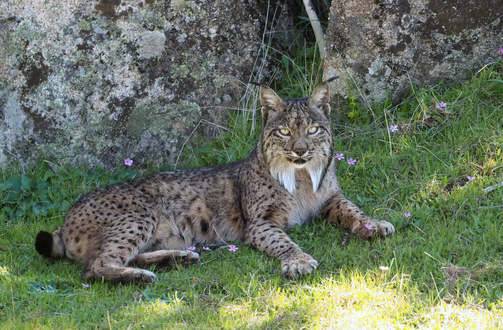 Iberian Lynx