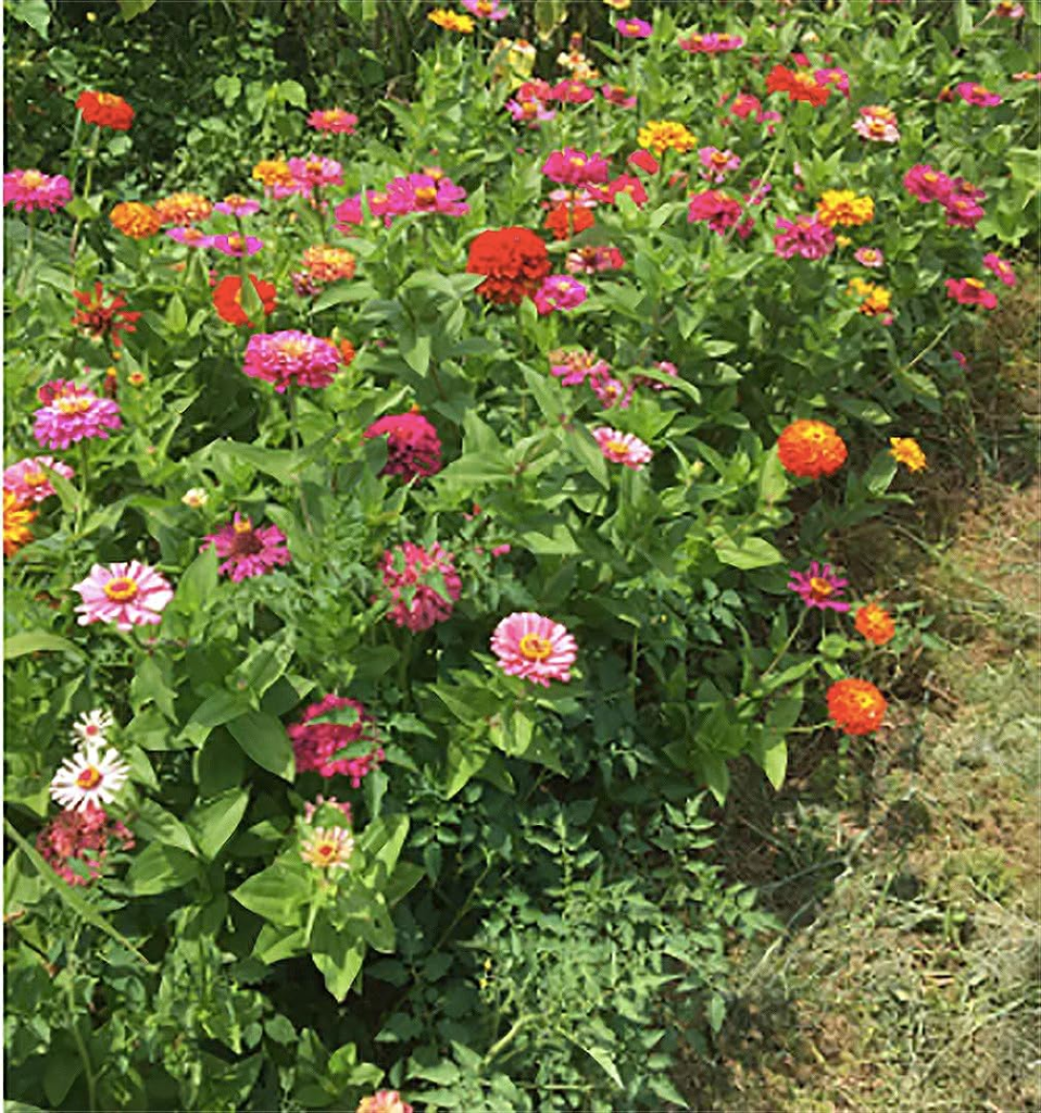 Cut and Come Again Mix