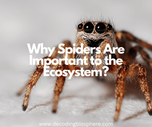 Why Spiders Are Important to the Ecosystem? – Decoding Biosphere