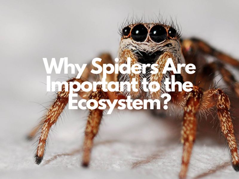 Why Spiders Are Important to the Ecosystem?