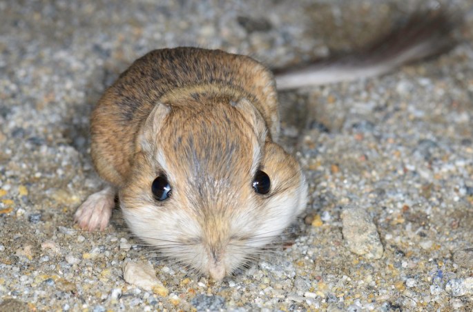 California kangaroo rat