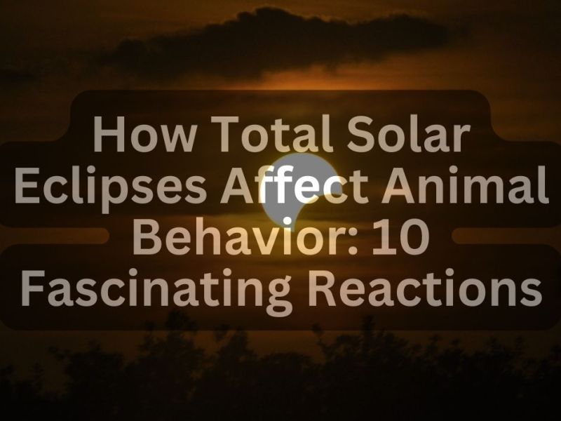 How Total Solar Eclipses Affect Animal Behavior: 10 Fascinating Reactions