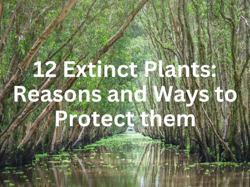 12 Extinct Plants: Reasons and Ways to Protect them