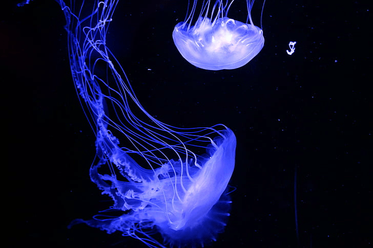 Blue Jellyfish