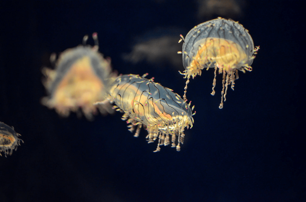 Flower Hat Jellyfish