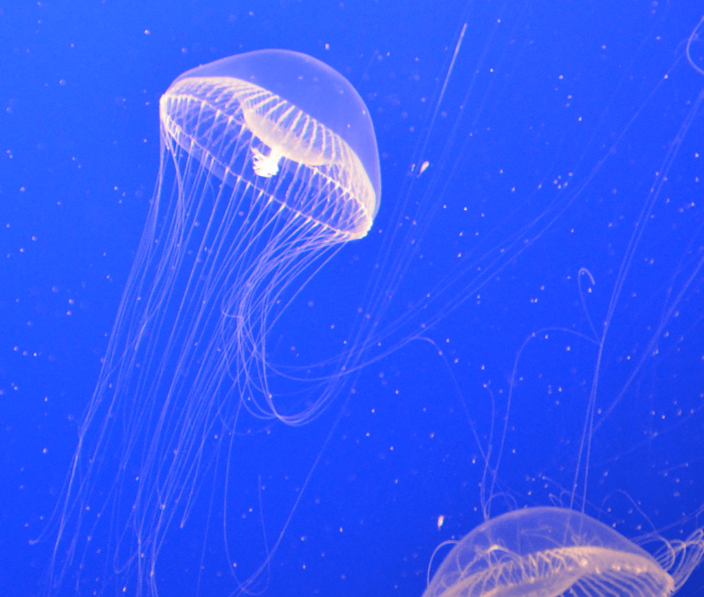 Crystal Jellyfish