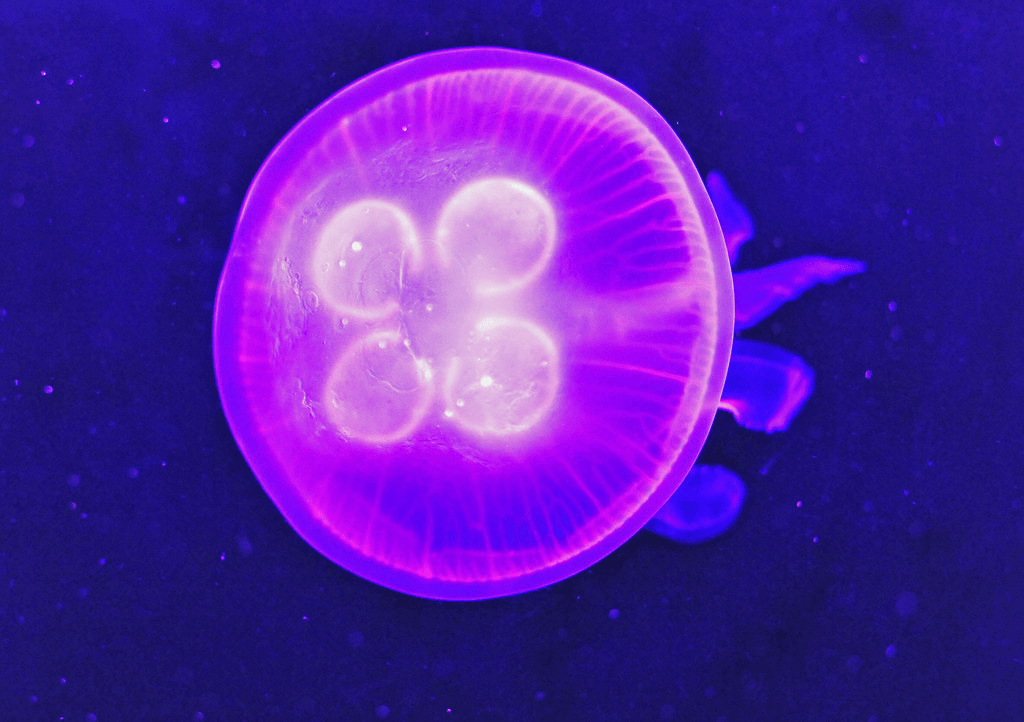Moon Jellyfish