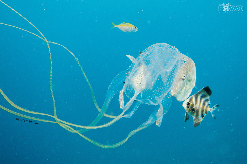 Box Jellyfish