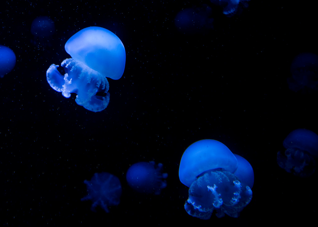 Cannonball Jellyfish