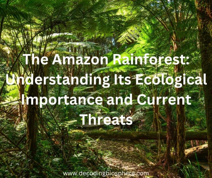 The Amazon Rainforest