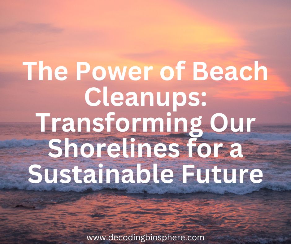 The Power of Beach Cleanups