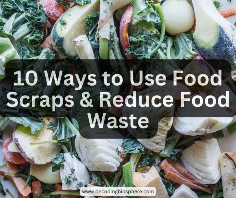 10 Ways to Use Food Scraps & Reduce Food Waste – Decoding Biosphere