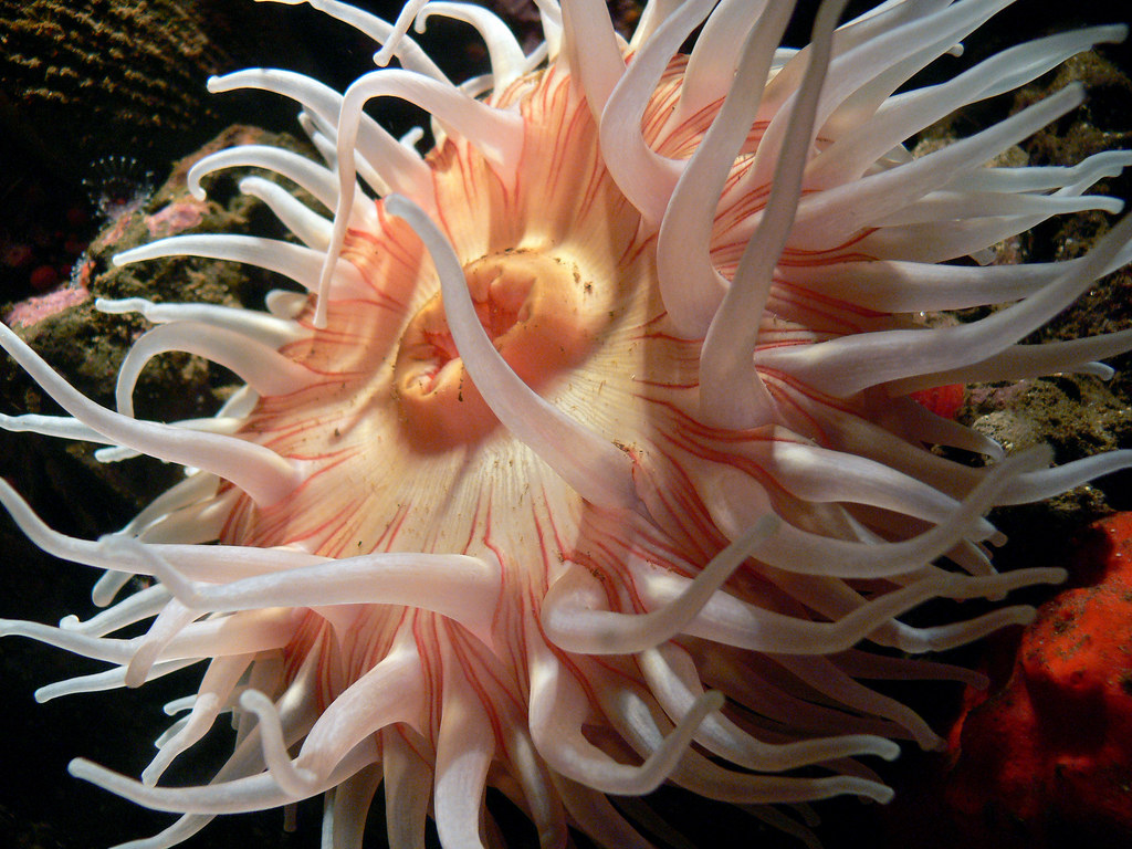Sea anemones