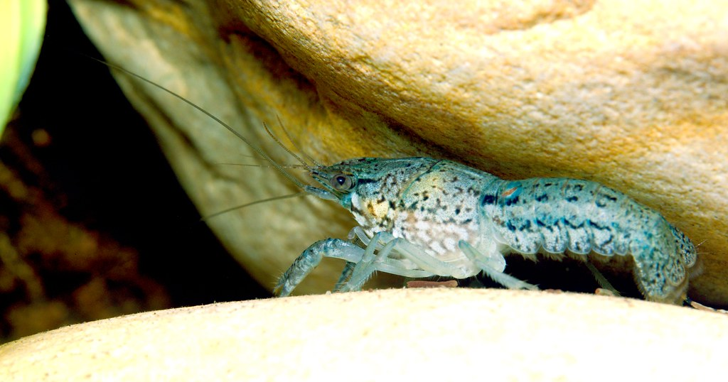 marbled crayfish