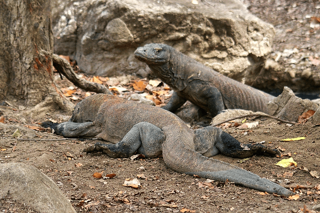 Komodo Dragons 