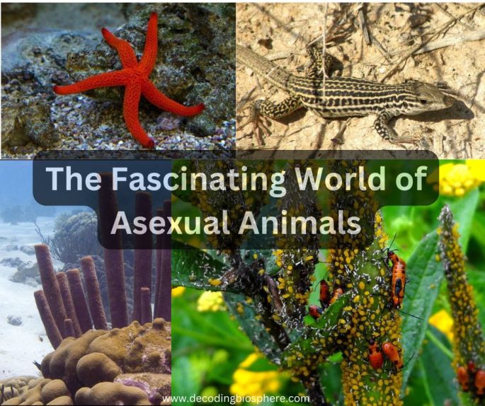 The Fascinating World of Asexual Animals