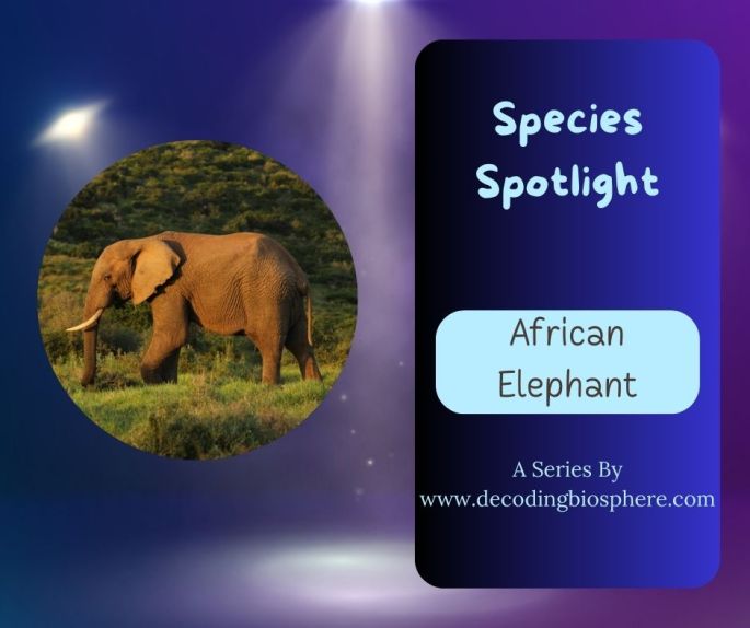 african elephant