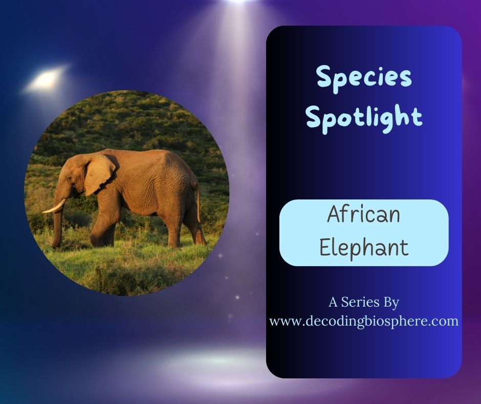 african elephant