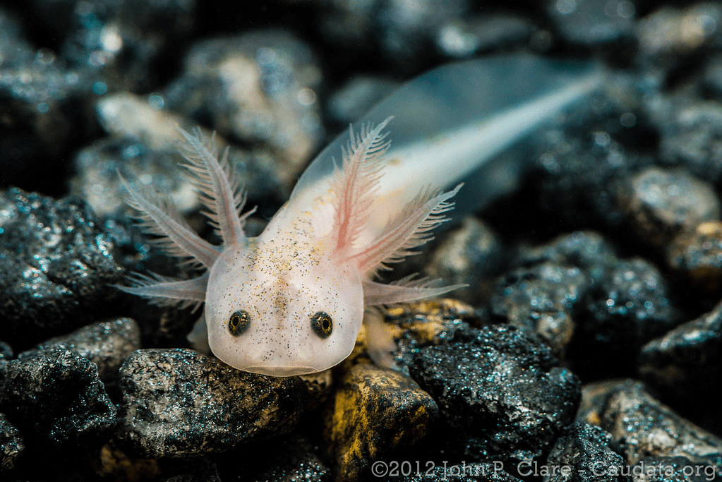 Axolotl