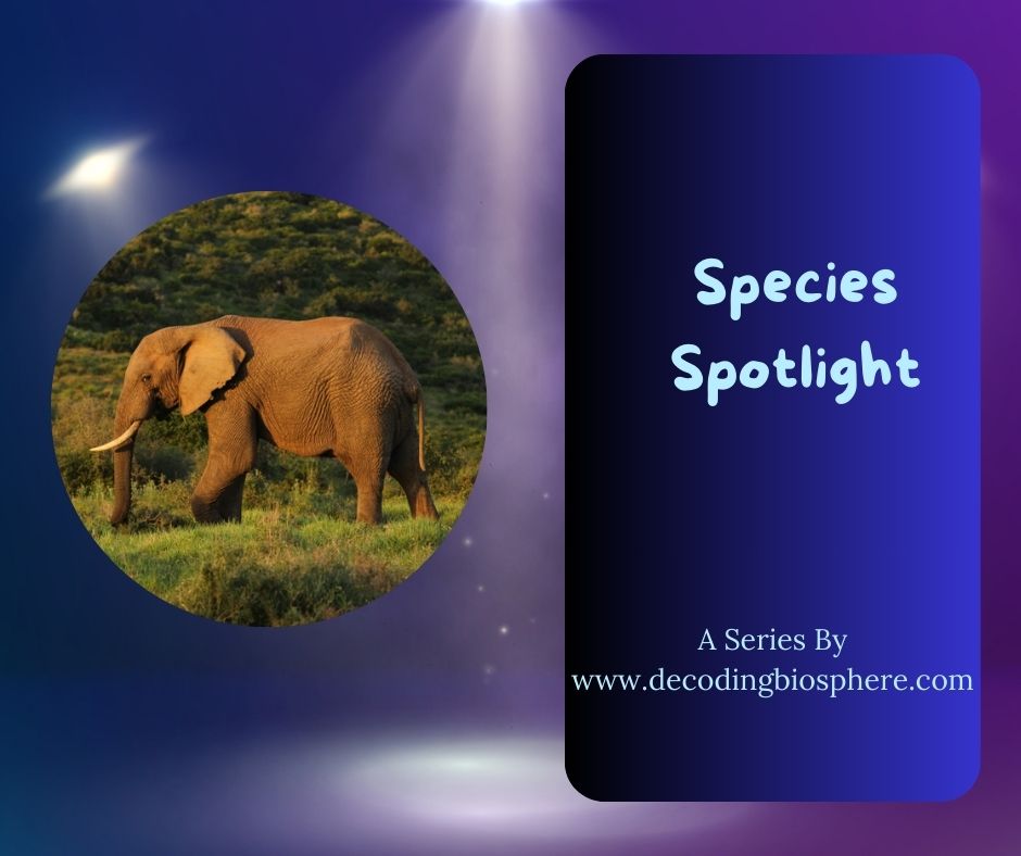 Species Spotlight