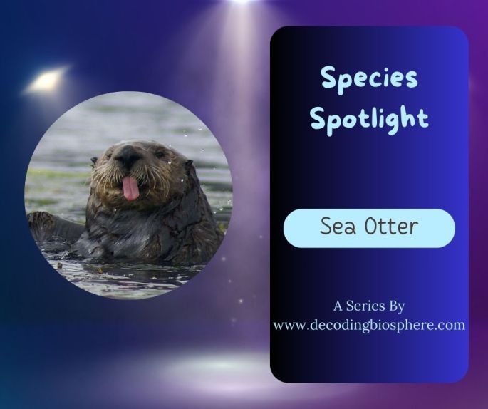 the sea otter