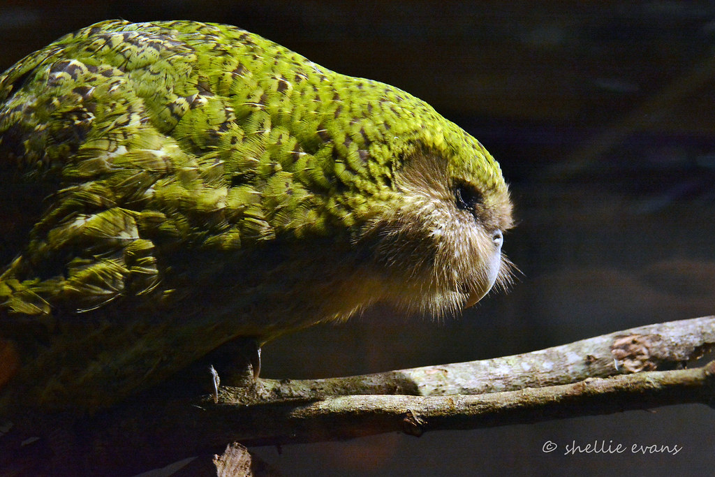kakapo