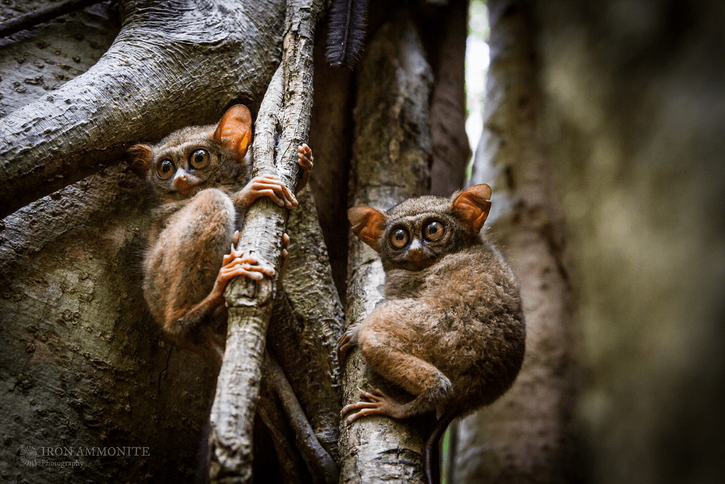Tarsiers 
