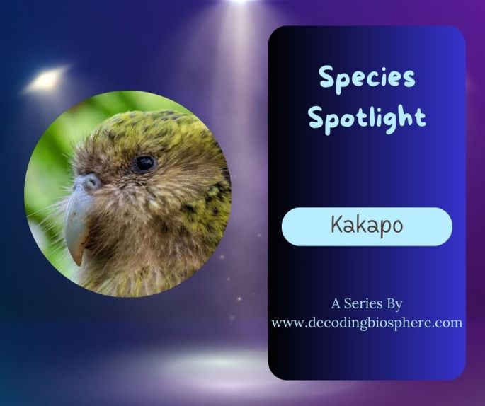 kakapo