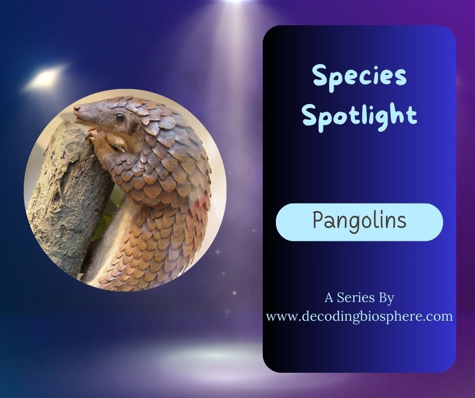 pangolins